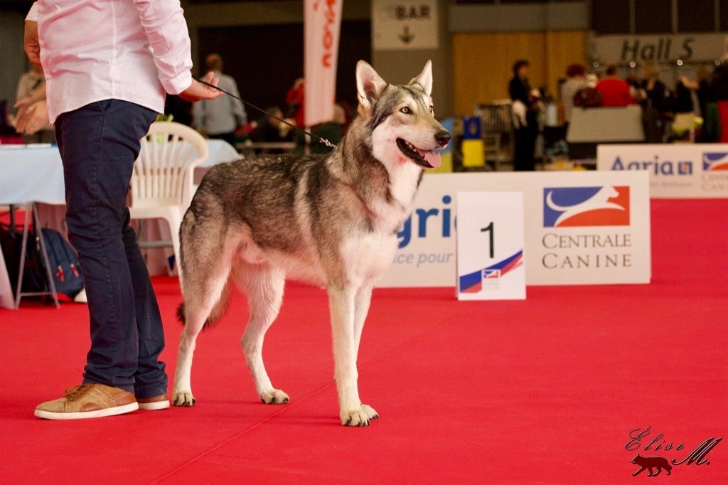 Khalibisnya Maginwulf Ryuk, étalon 2024